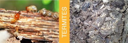 Termites